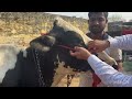 Diagnosis Of Blood Protozoan Diseases L Dr Umar Khan