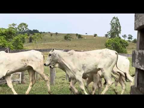 Novilhas que vão pra o leilão dia 5 de outubro em cerejeiras Rondônia 