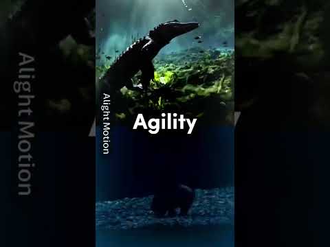 Saltwater crocodile vs grizzly bear