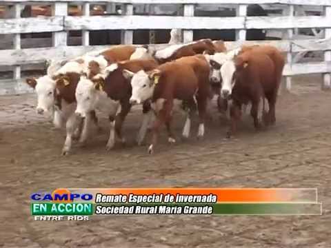 Cristian Sacks – Hacendados Don Mario - Remate Especial de invernada