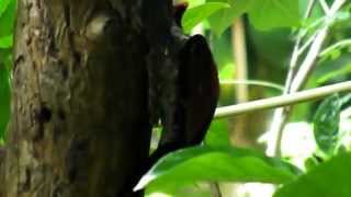 preview picture of video 'Black-rumped Flameback Woodpecker (Dinopium benghalense)'