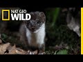 This Weasel Is an Insatiable Serial Killer | Nat Geo Wild