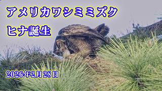 【4K HDR】アメリカワシミミズク　ヒナ誕生　Great Horned Owl　2026/02/28 #losangeles  #ミミズク  #greathornedowl