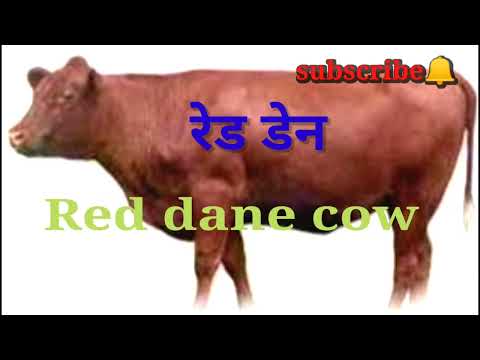, title : '#रेड डेन गाय# Red dane cow breed# दूध की माशीन#5star cow#animal#champion winner in milk and beauty,'