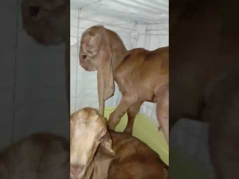 Англо-нубийская камори козлята.