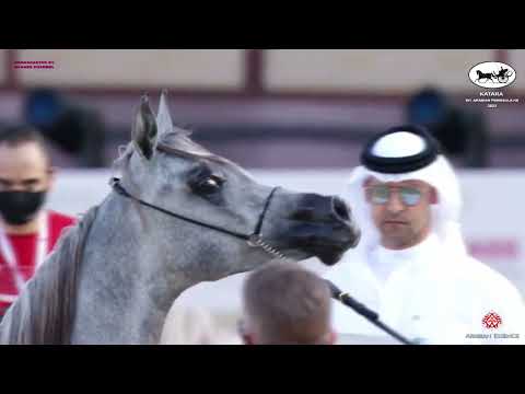 N 108 HILALI AL ASHWA   Katara Int  Arabian Peninsula Horse Show 2022   Yearling Colt Class 4B
