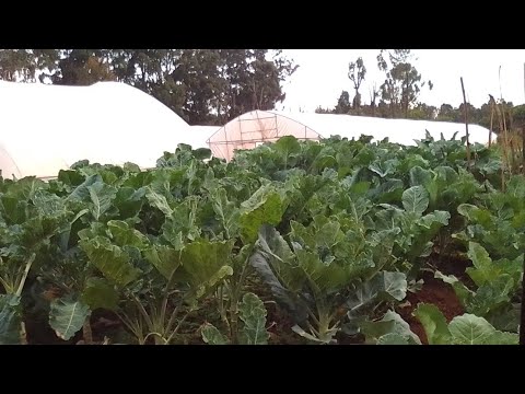 Kale farming secrets debunked