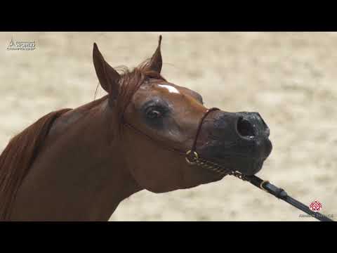 N 113 ERANTIS   Paris 2019   Junior Colts Class 5A