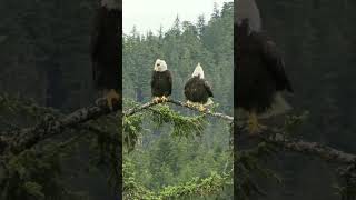 Download lagu SUARA BURUNG ELANG KAYAK TOA ⁉️😱 #shorts #shortvideo mp3 Download lagu SUARA BURUNG ELANG KAYAK TOA ⁉️😱 #shorts #shortvideo mp3