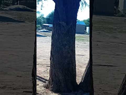 es una propiedad de los menonas(Pampa d ls Guanacos) Santiago del Estero.Argentina