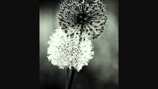 The Black Heart Procession ~ Even Thieves Couldn't Lie