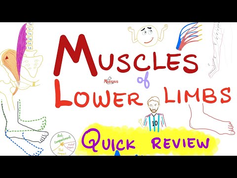 Muscles of the Lower Limbs 🦵 - Quick Review - Anatomy Series