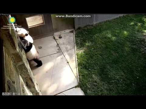 2017.05.03 MEI XIANG BEGGING FOR FOOD