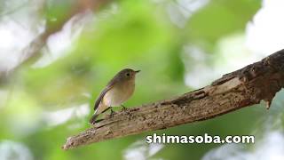 年越ししたニシオジロビタキ(動画あり)