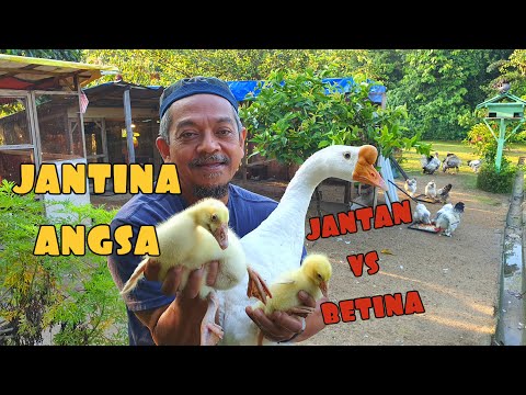 , title : '✅ BAGAIMANA MENGENAL JANTINA ANGSA || PERLU TAHU SEBAGAI ILMU'