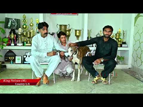 Dog video | Greyhounds History to United Friends Greyhound Kennel PK #dog #trending #viral #animals