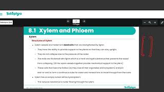 Xylem and Phloem. ( transport in plants)