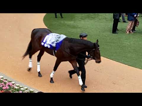 The 16 contenders for the GI 2019 Arima Kinen in the parade ring