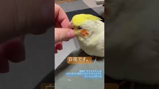 白夜です。
