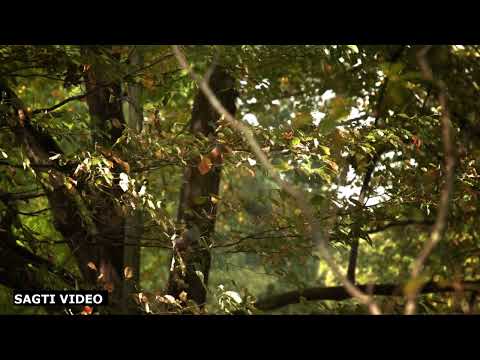 Backsound suara burung di hutan | no copyright
