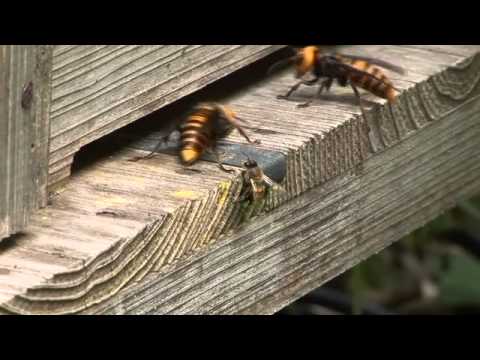 ミツバチの巣を襲うオオスズメバチ