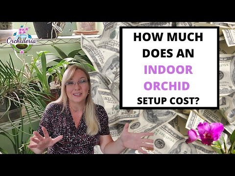 Detailed Guide: What You Need To Setup Your Indoor Orchid Space