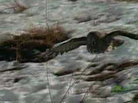 Killer Clips - Owl Snatches Mouse