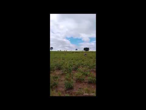 Casal de Avestruz na Estrada Ursa em Francisco Alves Pr