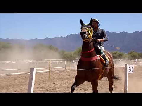 Hip. El Quebrachal ( Chamical L.R)