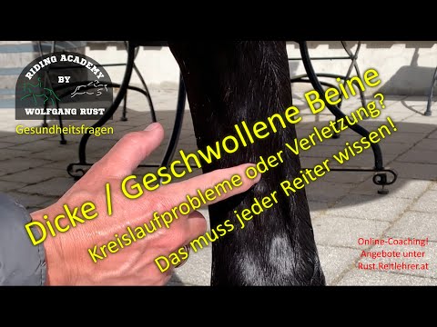 Gesundheitsfragen: Kreislaufprobleme- erste Hilfe fürs Pferd! Extrem dicke Beine beim Pferd!