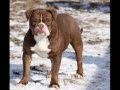 Bulls Of Ireland Bulldogs Wmv