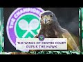 The Unsung Hero of Wimbledon: Rufus the hawk | Wimbledon 2023