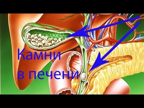 Как выглядит и работает печень человека, сколько весит орган? Как выглядит и работает печень человека, сколько весит орган?