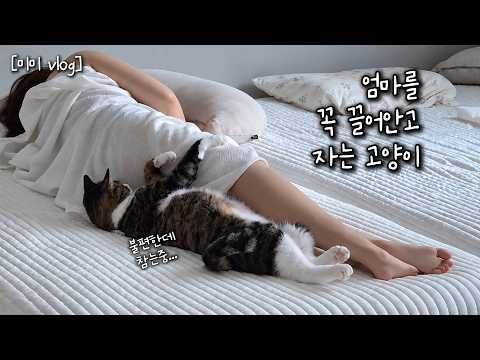 아무리 불편해도 엄마를 끌어안고 자야되는 고양이