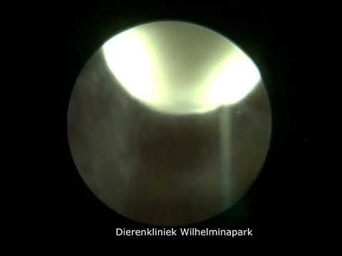 konijn blaaszand terug duwen naar de blaas en eruit halen met een basket