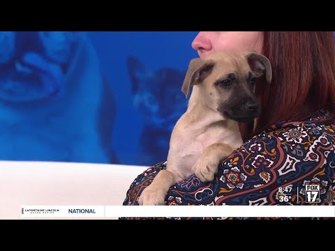 Pet Adoption Tuesday: Meet Leo! - YouTube