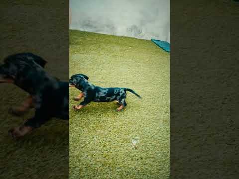 Dachshund puppy for sale