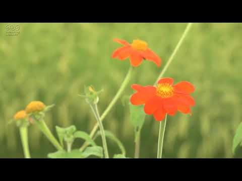 夏の庭の猛暑の中で、なぜ夕方に植物に水をやるのか 