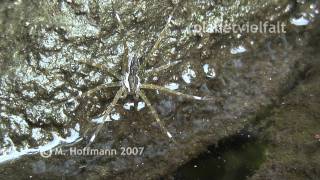 preview picture of video 'Raubspinne Dolomedes an Bach am Mount Cyclop, Papua Barat, fishing spider'