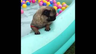 2 minutes of PUGS | Pug Vine Compilation