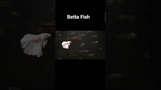 Download lagu Ikan betta yang cantik 🐠🐠.. mp3