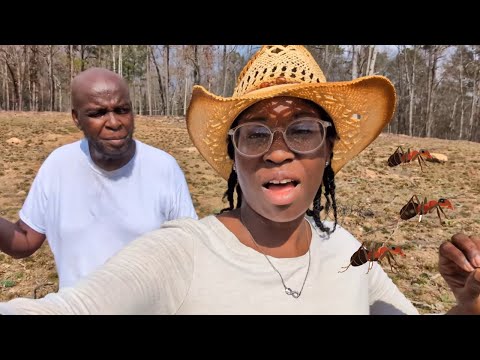 How To Get Rid of Red Ants Without Chemicals!