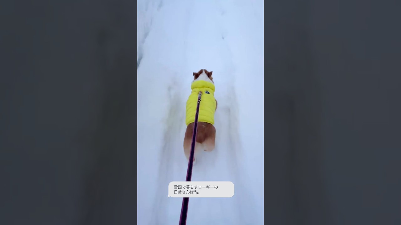 雪国で暮らすコーギーのさんぽ🐾