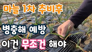 마늘 1차 추비후 이건 꼭해야 병충해 예방