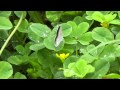 Pale Grass Blue (Pseudozizeeria maha) butterfly ...