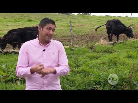 Determinación del marmoleo en bovinos por ultrasonografía