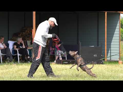 Staffordshire Bull Terrier - 12 months, IGP training