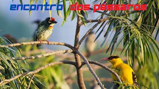 Encontro dos Pássaros na Natureza