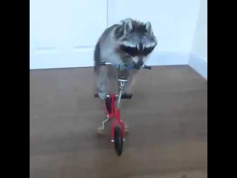 Raccoon smarter than girls