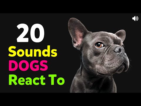 20 Sounds Dogs React To 🐶 Sounds That Dogs Love To Hear ❤️